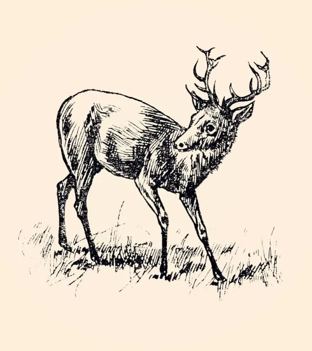 Framed Print : DEER (XXXL) Framed Print : DEER (XXXL)