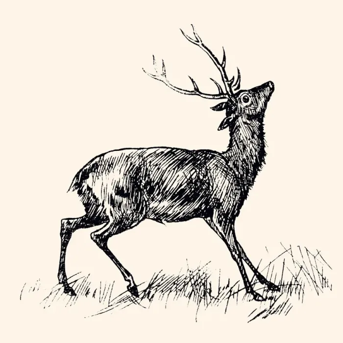 Framed Print : DEER (XXXL) Framed Print : DEER (XXXL)