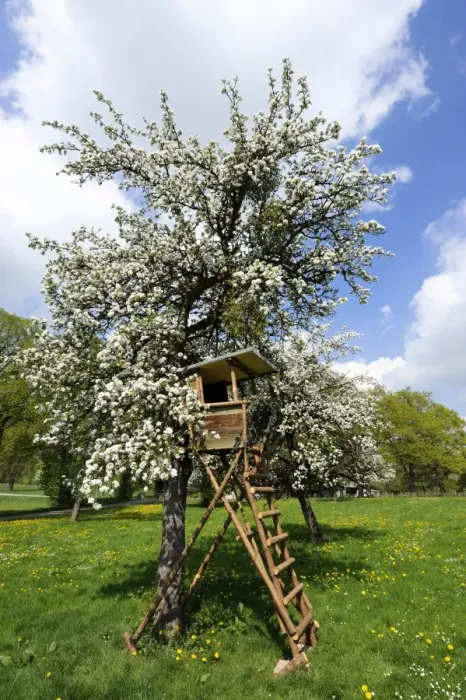Framed Print : Deerstand on a flowering fruit tree near Hohenberg, Seeshaupt on Lake Starnberg, Upper Bavaria, Bavaria, Germany, Europe Framed Print : Deerstand on a flowering fruit tree near Hohenberg, Seeshaupt on Lake Starnberg, Upper Bavaria, Bavaria, Germany, Europe