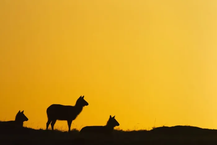 Framed Print : Defassa waterbuck females at sunrise