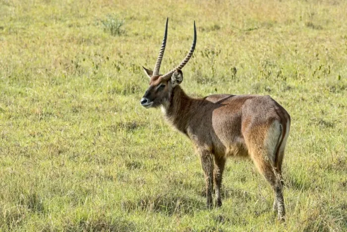 Framed Print : Defassa waterbuck -Kobus ellipsiprymnus defassa-, Kenya Framed Print : Defassa waterbuck -Kobus ellipsiprymnus defassa-, Kenya