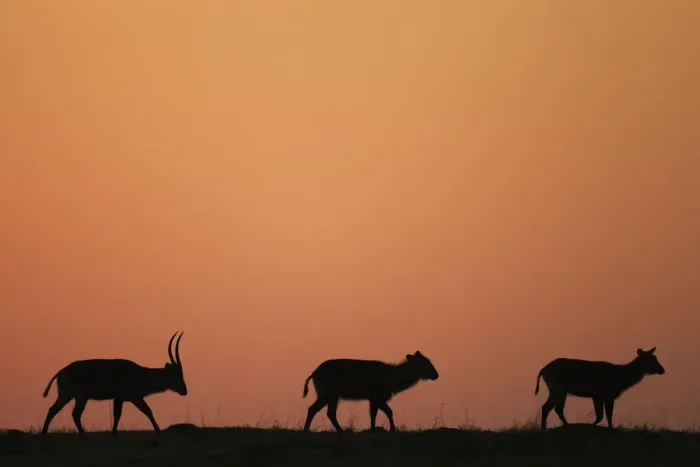 Framed Print : Defassa waterbuck at sunrise Framed Print : Defassa waterbuck at sunrise