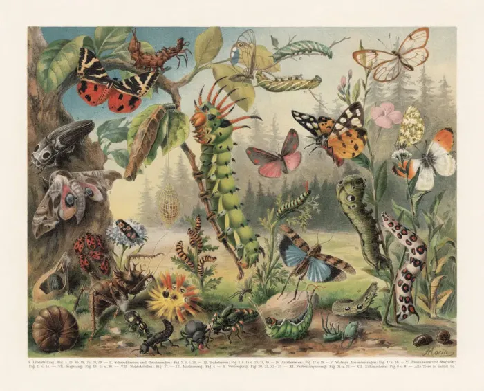 Framed Print : Defence mechanisms of different insects, chromolithograph, published in 1897