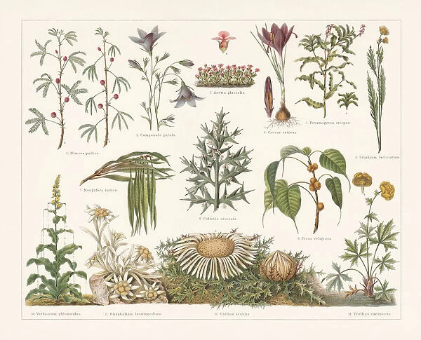 Defence mechanisms of different plants, chromolithograph, published in 1897