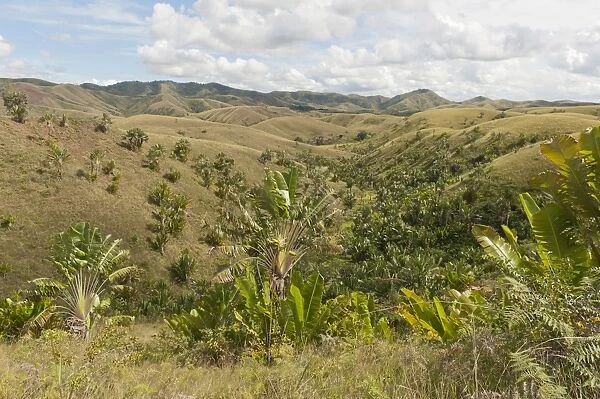 Deforested hills with forests of Travellers Trees or Travellers Palms -Ravenala madagascariensis- in the valleys, in their natural habitat near Manakara, Madagascar