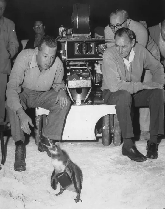 Framed Print : Delbert Mann Watching a Penguin Framed Print : Delbert Mann Watching a Penguin