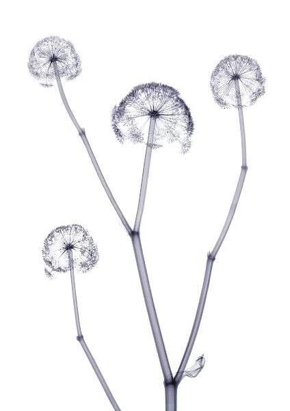 Four delicate flowers on a stem, X-ray