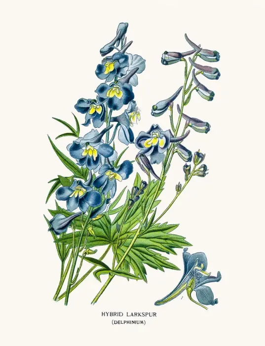 Framed Print : Delphinium flowers Framed Print : Delphinium flowers
