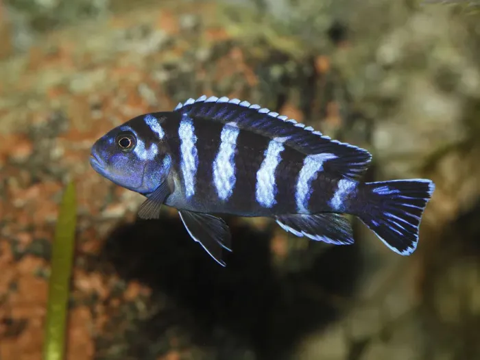 Framed Print : Demasons cichlid -Pseudotropheus demasoni-, cichlid from Lake Malawi -Cichlid-, mouth-breeder, freshwater aquarium Framed Print : Demasons cichlid -Pseudotropheus demasoni-, cichlid from Lake Malawi -Cichlid-, mouth-breeder, freshwater aquarium