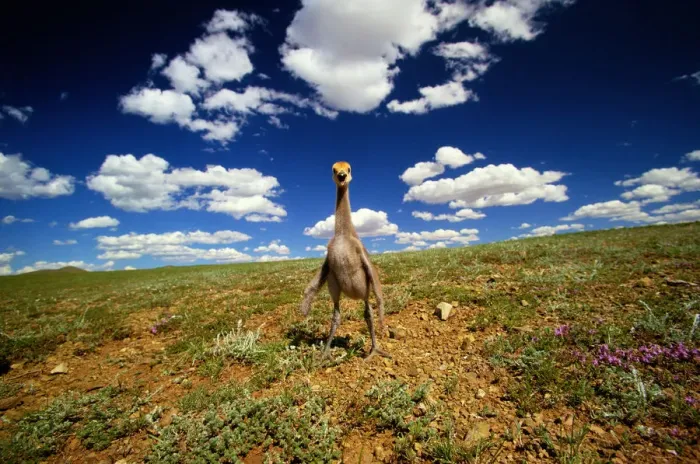 Framed Print : Demoiselle crane (Anthropoides virgo) on hillside, Mongolia Framed Print : Demoiselle crane (Anthropoides virgo) on hillside, Mongolia