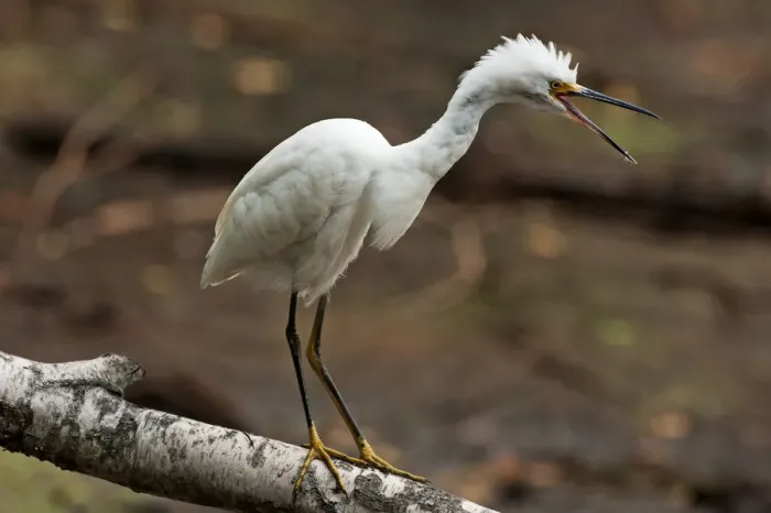 Framed Print : Demonstrative snowy egret Framed Print : Demonstrative snowy egret