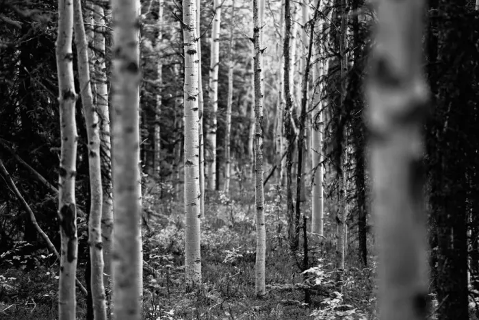Framed Print : Denali National Park and Preserve, Alaska, USA Framed Print : Denali National Park and Preserve, Alaska, USA