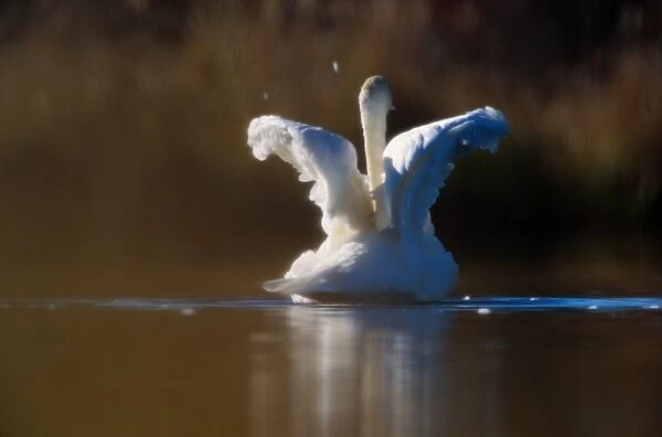 Denali National Park. Trumpeter swans are the largest species of swan and one of