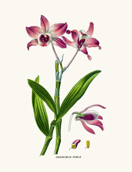 Framed Print : Dendrobium Framed Print : Dendrobium