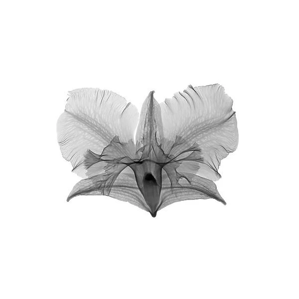 Dendrobium flower, X-ray
