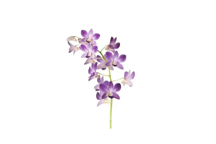 Framed Print : Dendrobium sa nook blue happiness Framed Print : Dendrobium sa nook blue happiness