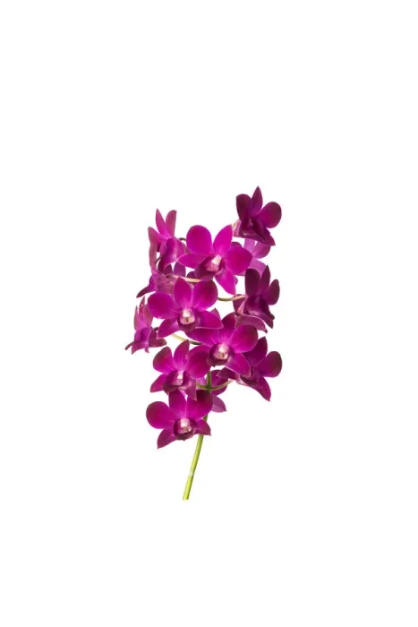 Framed Print : Dendrobium sa nook purple happiness Framed Print : Dendrobium sa nook purple happiness