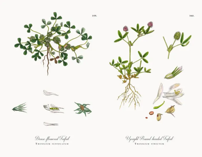 Framed Print : Dense-flowered Trefoil, Trifolium suffocatum, Victorian Botanical Illustration, 1863 Framed Print : Dense-flowered Trefoil, Trifolium suffocatum, Victorian Botanical Illustration, 1863