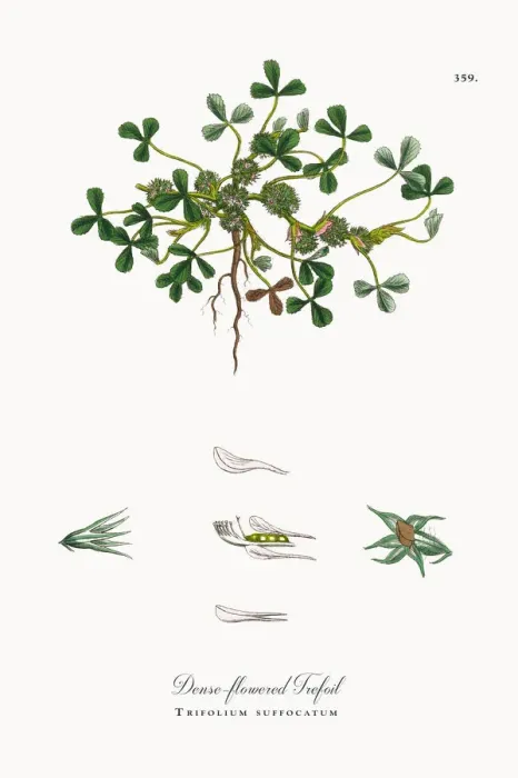 Framed Print : Dense-flowered Trefoil, Trifolium suffocatum, Victorian Botanical Illustration, 1863 Framed Print : Dense-flowered Trefoil, Trifolium suffocatum, Victorian Botanical Illustration, 1863