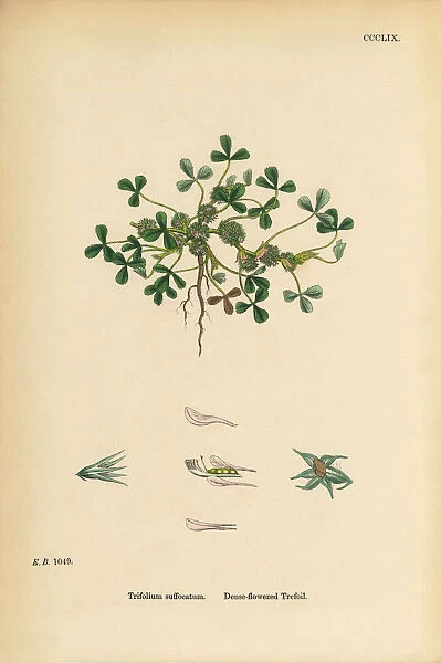 Dense-flowered Trefoil, Trifolium suffocatum, Victorian Botanical Illustration, 1863