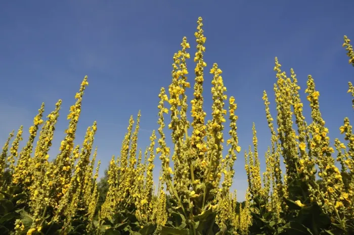 Framed Print : Denseflower mullein -Verbascum densiflorum-, against blue sky, Bavaria, Germany Framed Print : Denseflower mullein -Verbascum densiflorum-, against blue sky, Bavaria, Germany