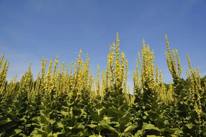 Framed Print : Denseflower mullein -Verbascum densiflorum-, against blue sky, Bavaria, Germany Framed Print : Denseflower mullein -Verbascum densiflorum-, against blue sky, Bavaria, Germany
