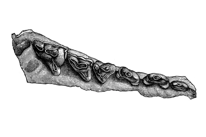 Framed Print : Denture of a Pterodon, an extinct genus of superficially wolf-like hyainailurids that lived in Europe and Africa during the late Eocene, about 30 million years ago Framed Print : Denture of a Pterodon, an extinct genus of superficially wolf-like hyainailurids that lived in Europe and Africa during the late Eocene, about 30 million years ago