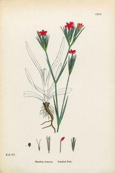 Deptford Pink, Dianthus Armeria, Victorian Botanical Illustration, 1863