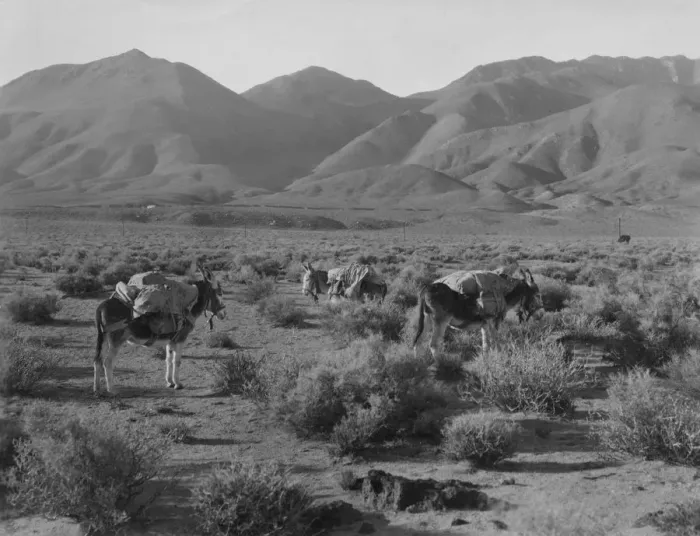 Framed Print : Desert Burros