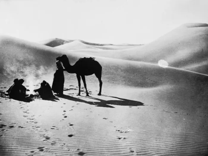 Framed Print : Desert Camel Framed Print : Desert Camel