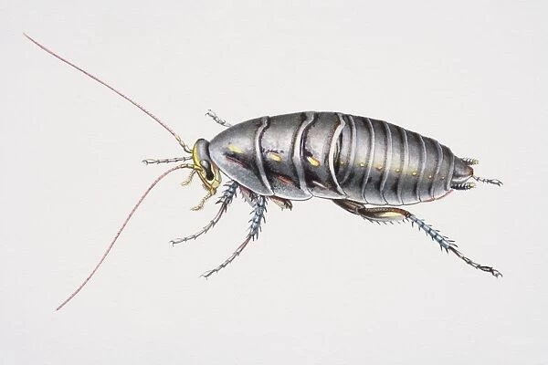Desert Cockroach, Arenivaga investigata, side view