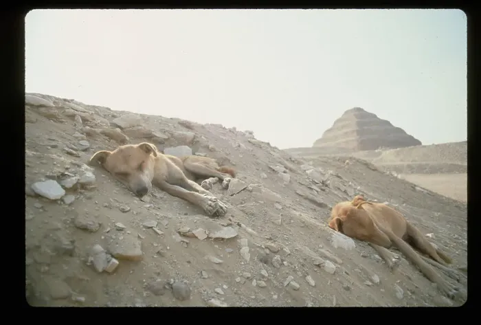 Framed Print : Desert Dogs Sleep in Holes Near Step Pyramid Framed Print : Desert Dogs Sleep in Holes Near Step Pyramid