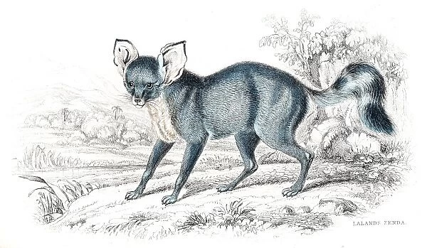Desert Fox engraving 1840