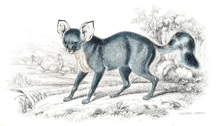 Framed Print : Desert Fox engraving 1840 Framed Print : Desert Fox engraving 1840