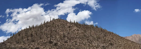 Desert Hill covered with Cardon Cacti in Northern Argentina