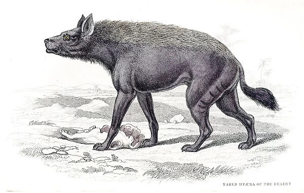 Desert hyena engraving 1840