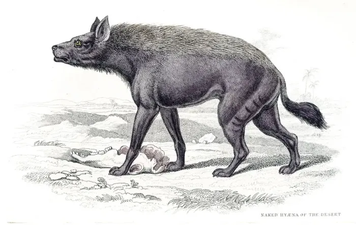 Framed Print : Desert hyena engraving 1840 Framed Print : Desert hyena engraving 1840