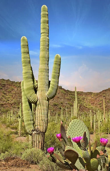 Desert Landscape with Cactus in Arizona #13523595 Framed Photos
