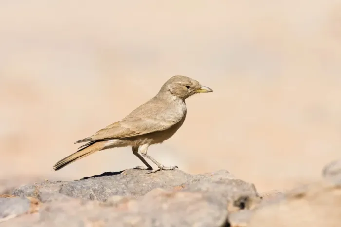 Framed Print : Desert Lark (Ammomanes deserti whitakeri), Libya, Sahara, North Africa, Africa