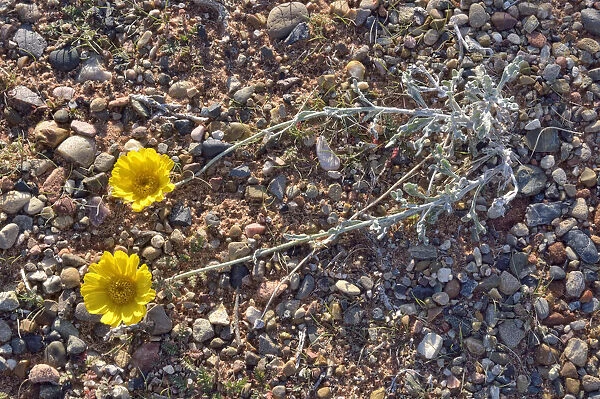 Desert Marigold -Baileya multiradiata-, Lake Powell, Page, Arizona, United States
