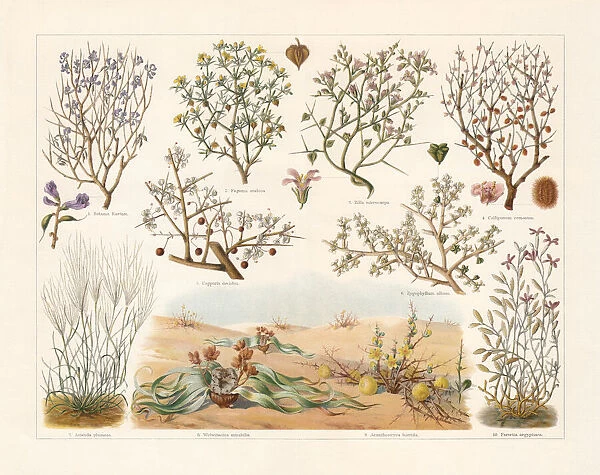 Desert plants, chromolithograph, published in 1897