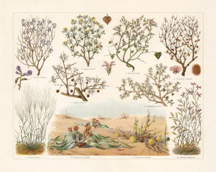 Framed Print : Desert plants, chromolithograph, published in 1897 Framed Print : Desert plants, chromolithograph, published in 1897