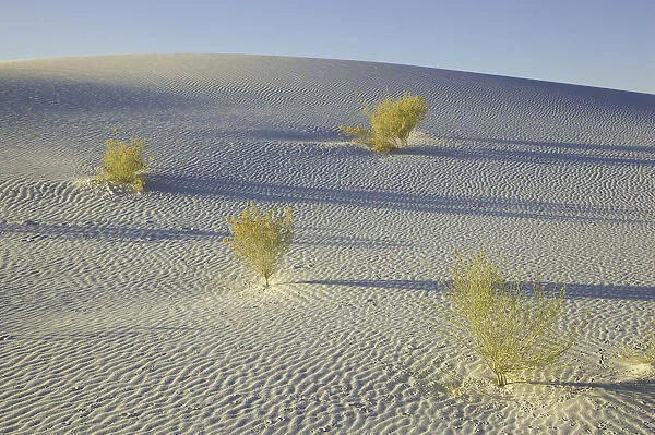 desert plants, White Sands National Monument, NM