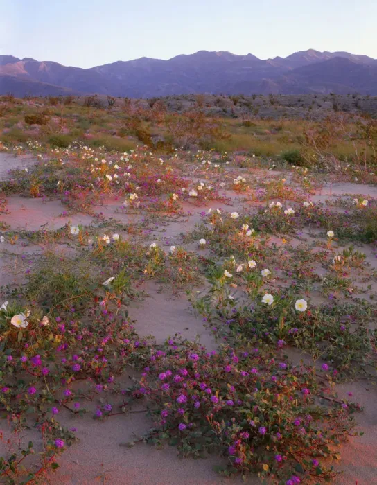 Framed Print : Desert sand verbena (Abronia villosa) and dune evening primrose (Oenothera deltoides) blooming on dunes at sunrise with Santa Rosa Mountains in distance, Anza Borrego Desert State Park, California, USA