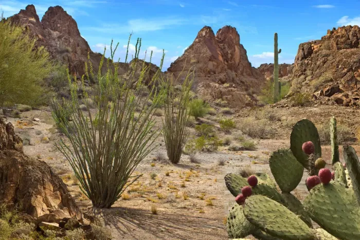 Framed Print : Desert Scene with cactus and mountains from Arizona Framed Print : Desert Scene with cactus and mountains from Arizona