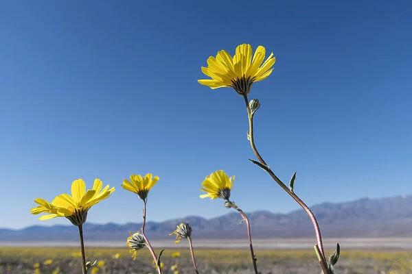 Desert sunflowers (Geraea Canescens) reaching towards sun during super-bloom, Death Valley, California, USA