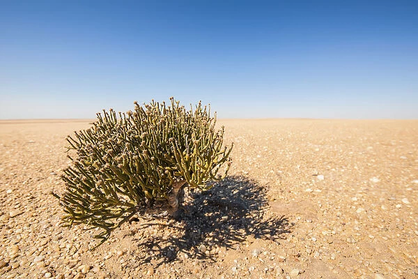 Desert Survivor, Cynanchum pearsonii (Milkweed Family) growing isolated in the middle of the Namib Desert, Namibia, Africa