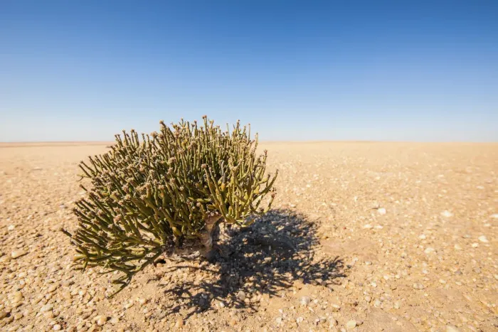 Framed Print : Desert Survivor, Cynanchum pearsonii (Milkweed Family) growing isolated in the middle of the Namib Desert, Namibia, Africa Framed Print : Desert Survivor, Cynanchum pearsonii (Milkweed Family) growing isolated in the middle of the Namib Desert, Namibia, Africa