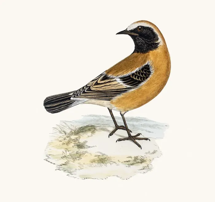 Framed Print : Desert Wheatear