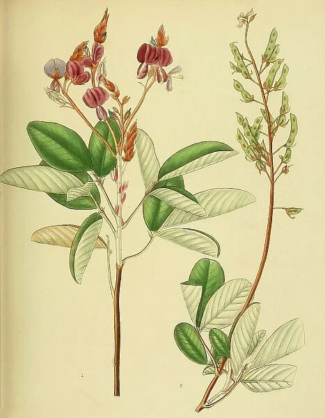 Desmodium jucundum, native to Southeast Asia, Sri Lanka, digitally restored historical colour print from 1893